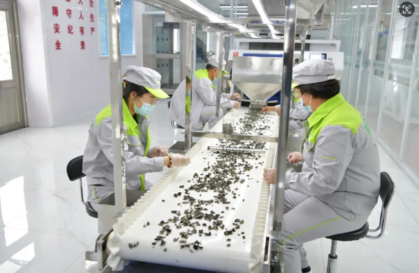 绥阳 第五届黑木耳采摘节盛装启幕，茶香木耳共绘乡村振兴新画卷
